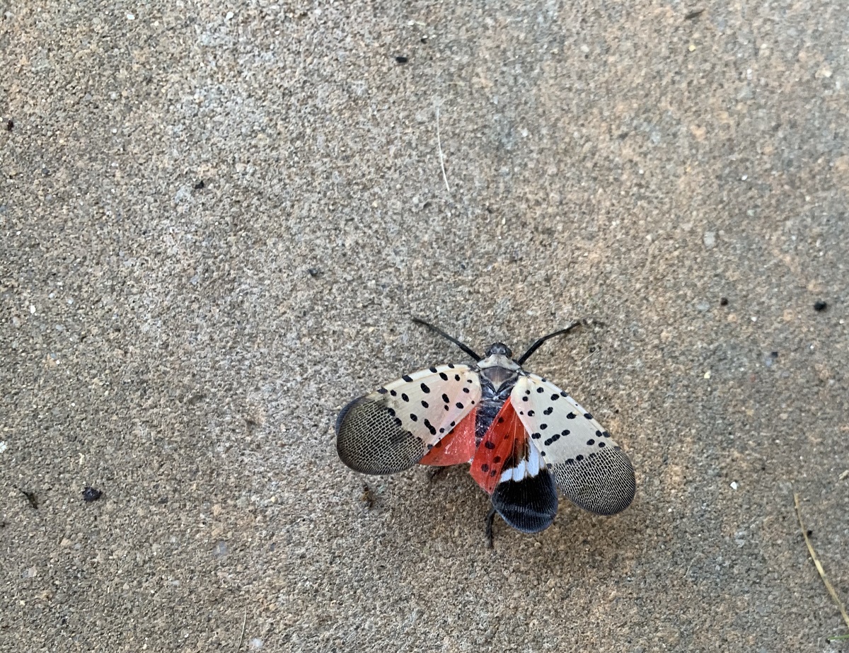 spotted-lanternfly-control-allentown-lansdale-pa